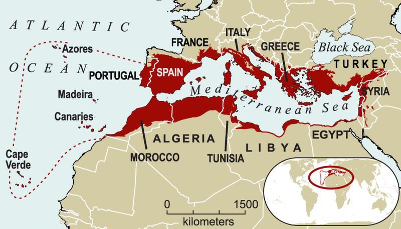 The Mediterranean Region
(source: Wikipedia)